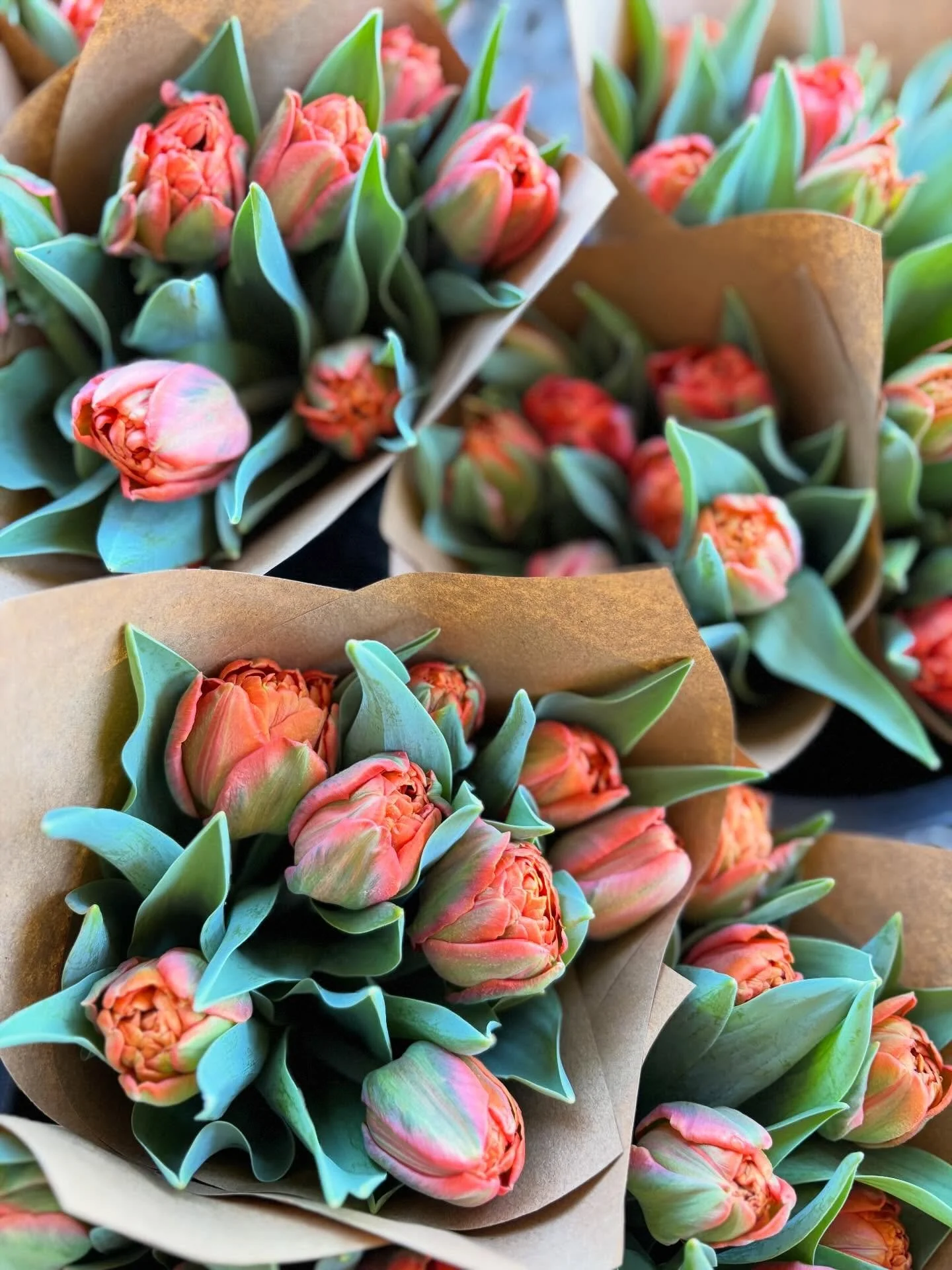 Swing by @sixriverfarm in Bowdoinham on your way home from work this afternoon and load up on beautiful vegetables and our first tulips of the season! 🌷🎉☀️