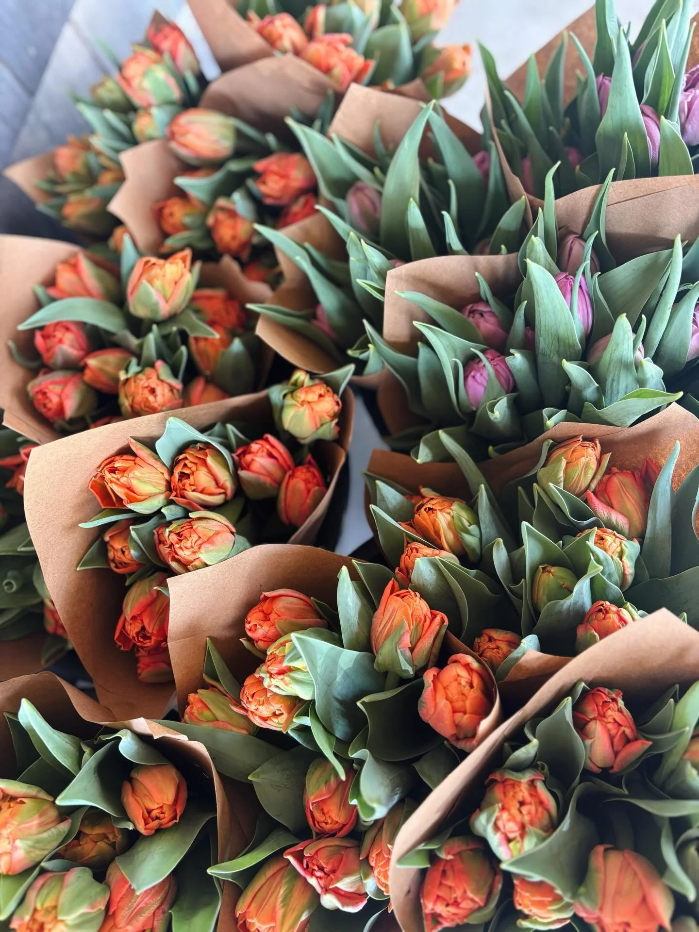 Tulips are coming in fast now, and we&rsquo;ve started our weekly wholesale deliveries! 🌷

Find our flowers all season long at @royalrivernaturalfoods in Freeport and @sixriverfarm in Bowdoinham, or get in touch for a special delivery. 

Stay tuned 