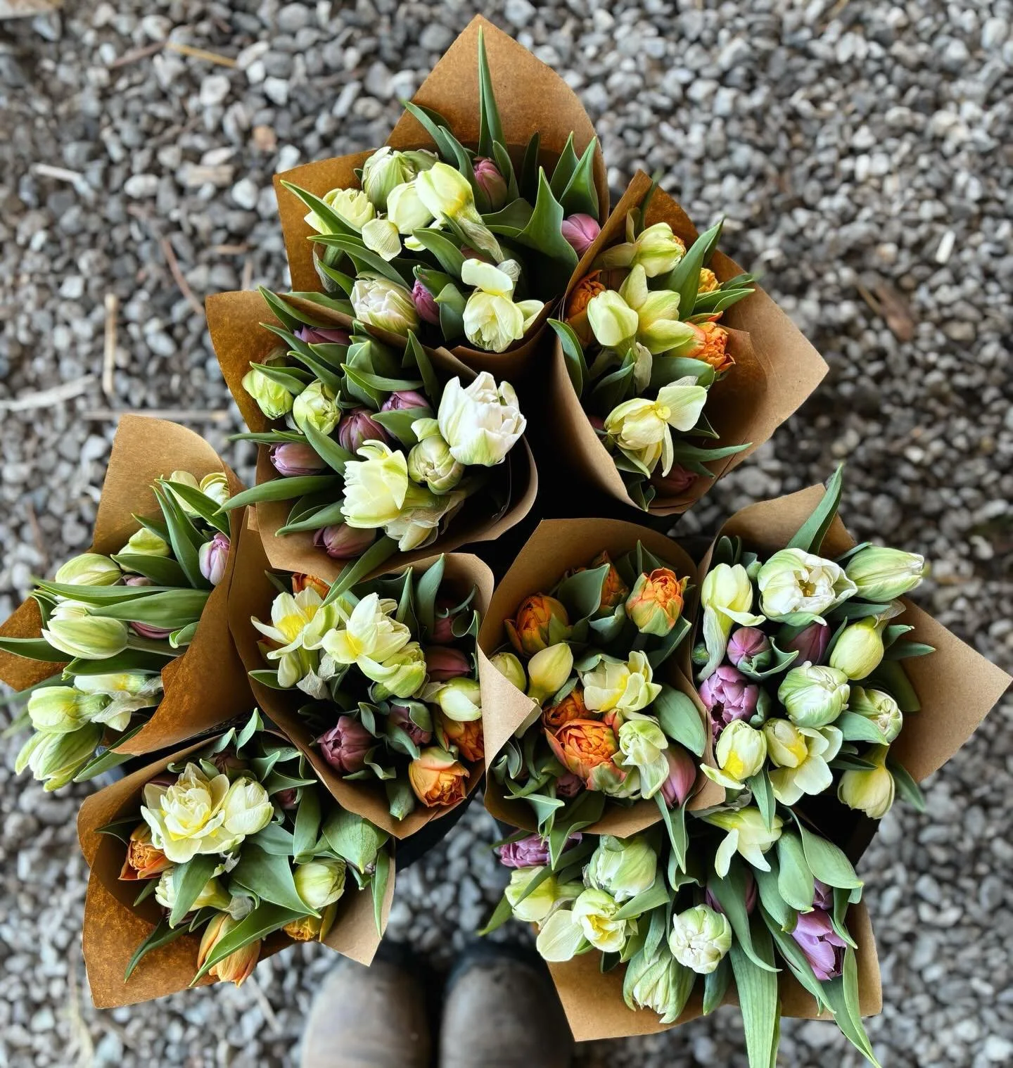 Mixed narcissus and tulip bunches at @sixriverfarm this morning!