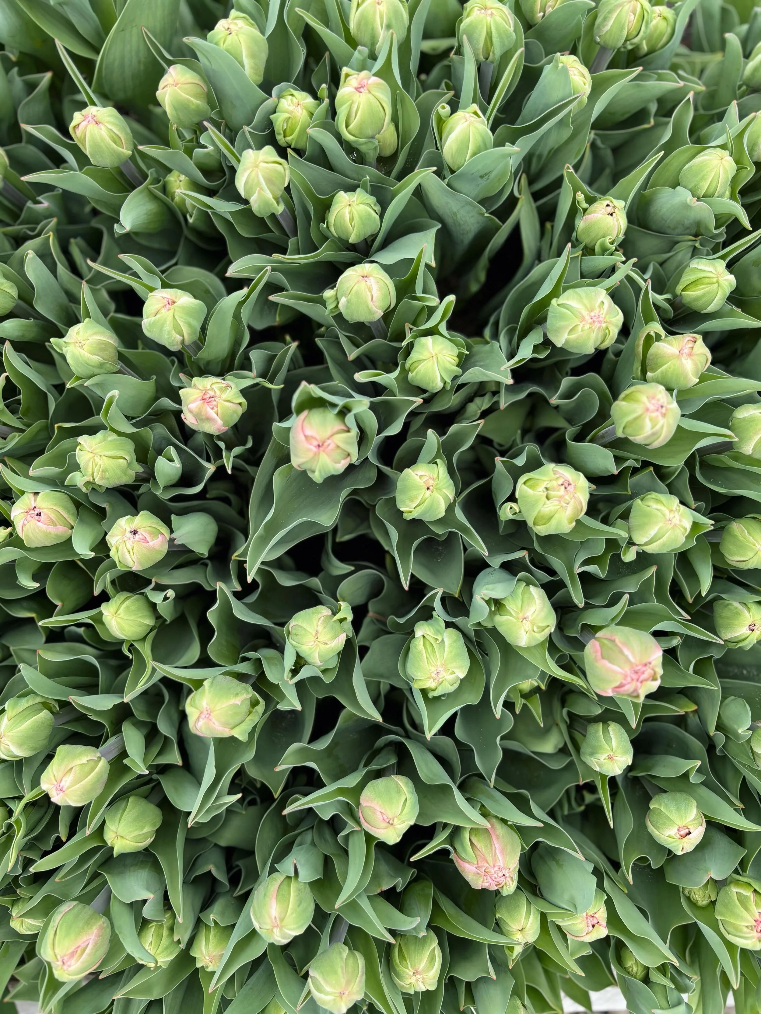 Bouquet subscribers, check your email! Don&rsquo;t forget that your subscription starts TOMORROW (Thursday, 5/14)!