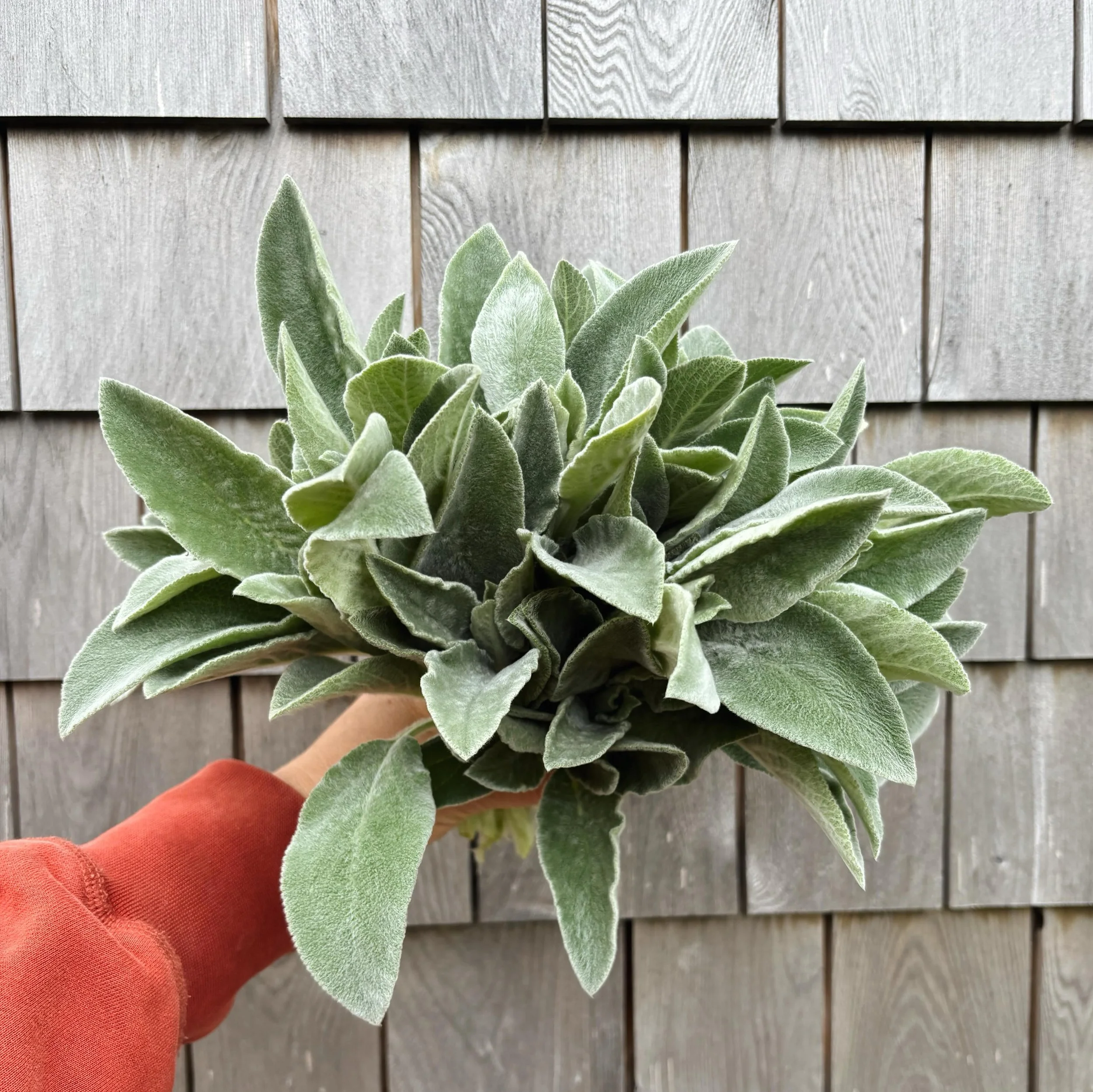 A favorite foliage for vase work all season long: Stachys byzantina aka lamb&rsquo;s-ear. A drought-hardy perennial that spreads quickly and offers rugged foliage from May through late fall 🌱