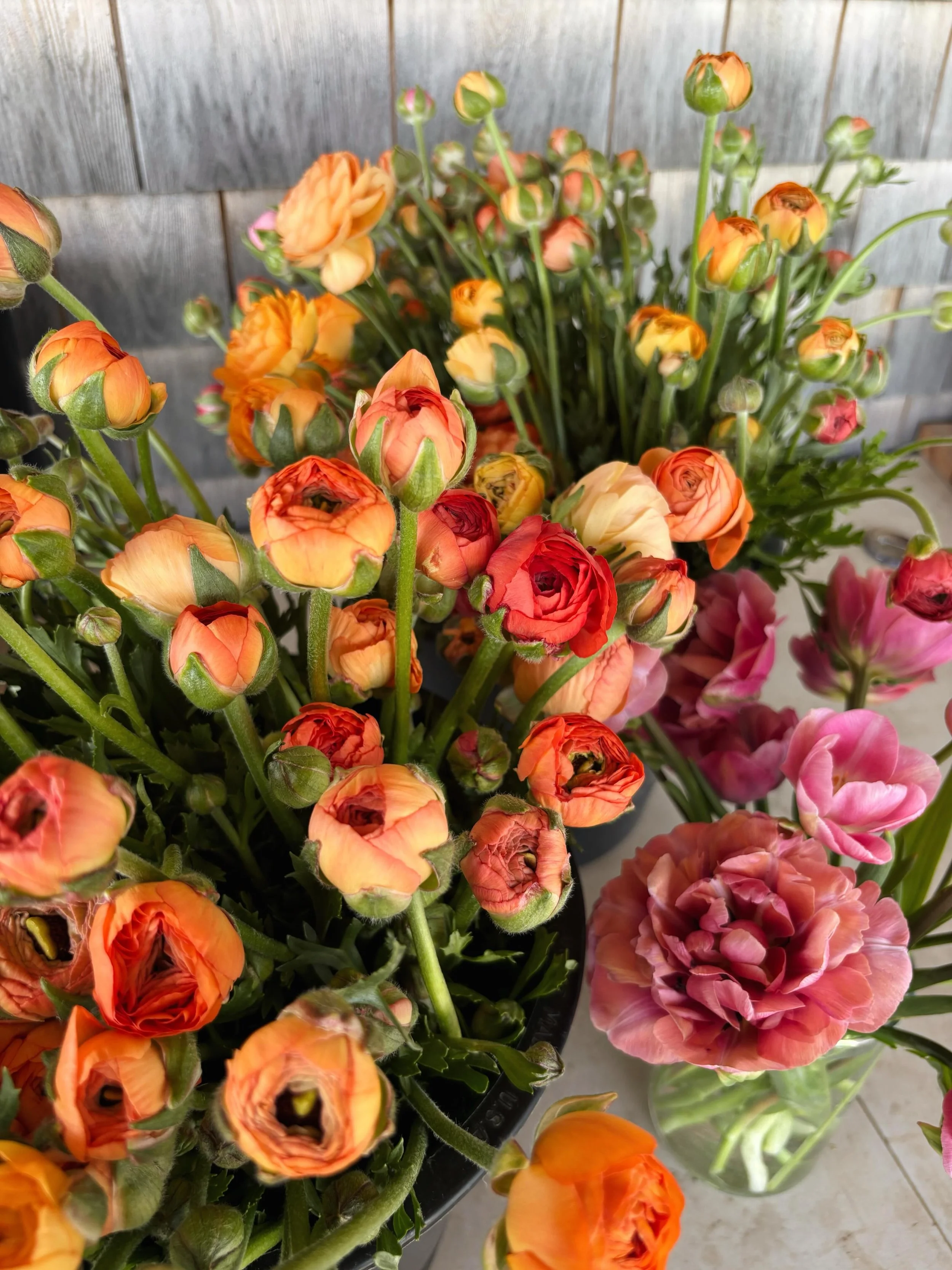 ✨Ranunculus have arrived!✨