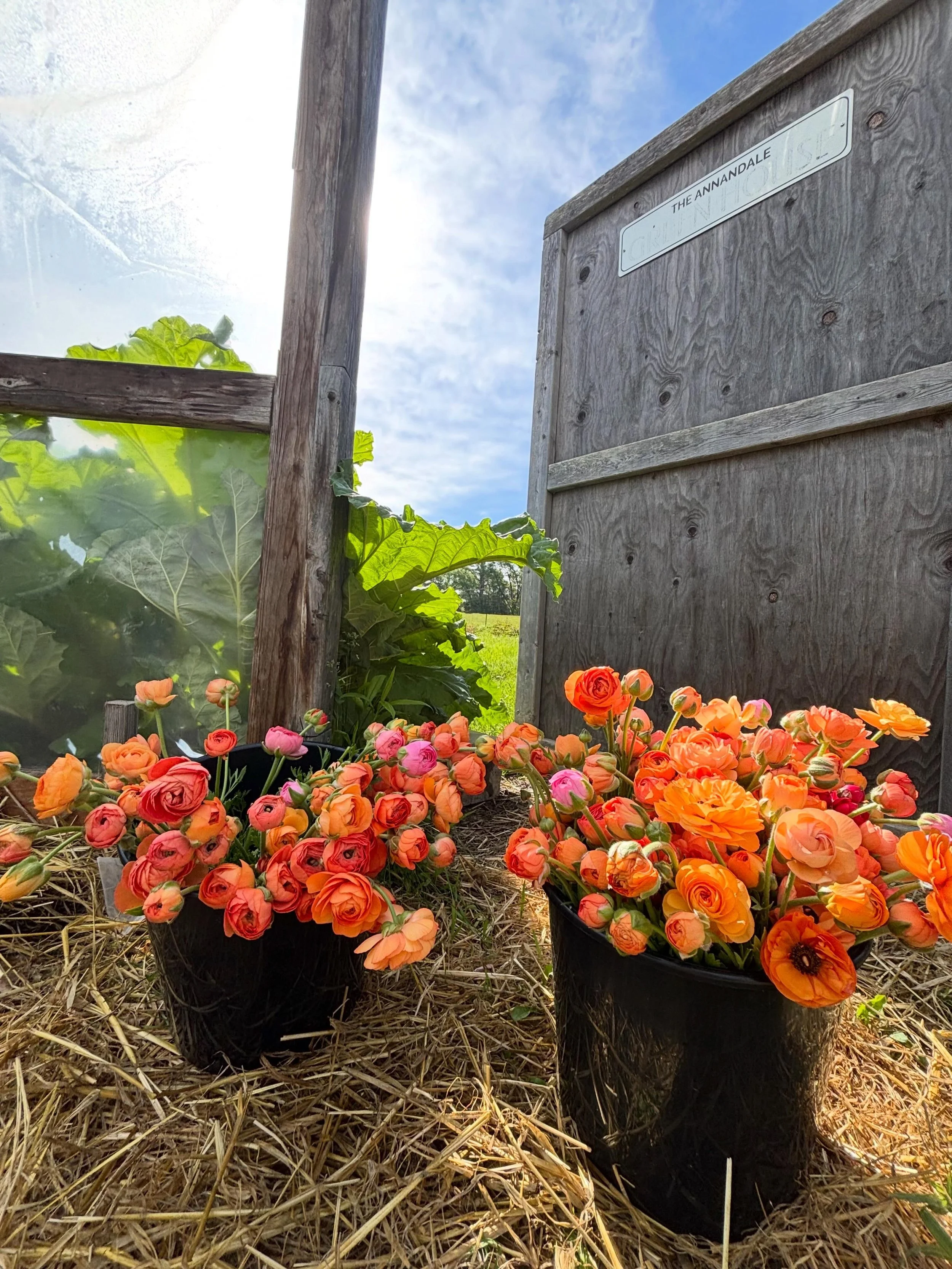 This cool spring we&rsquo;ve had makes for very happy ranunculus!
