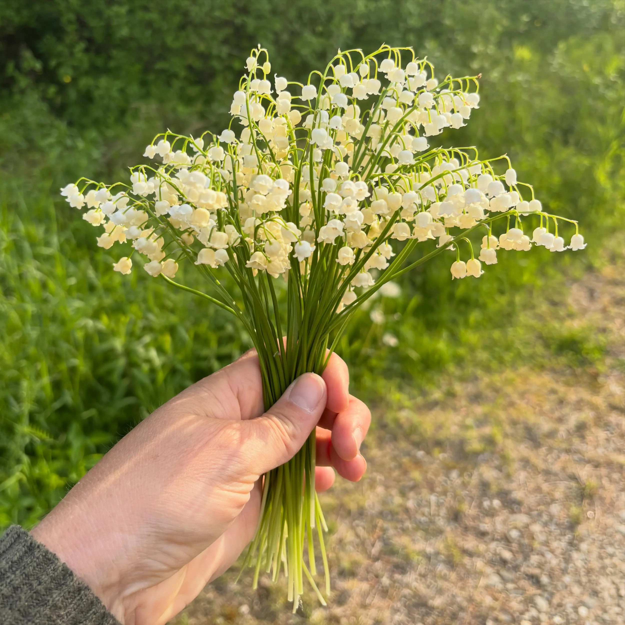 A little evening walk to collect a few special flowers for Saturday&rsquo;s wedding!