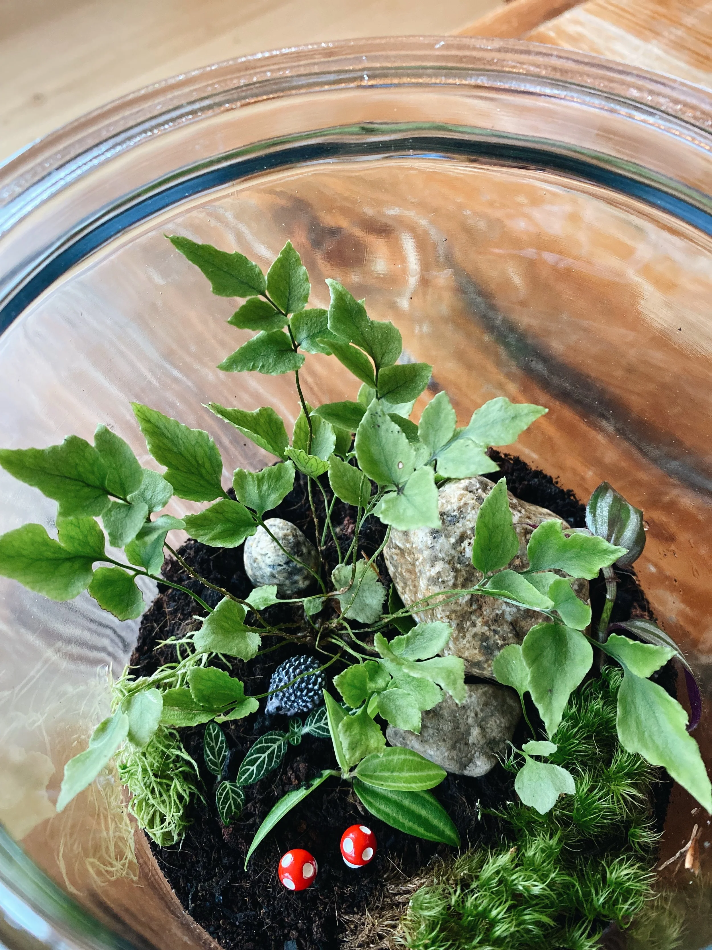 terrarium1.JPG