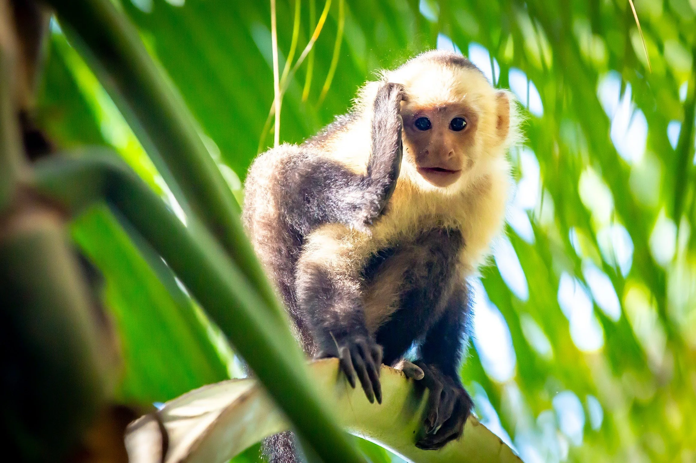 treehouse_cuteMonkey.jpg
