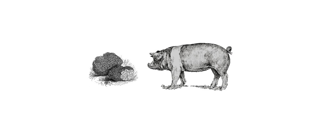 trufflepigweb%2Blarge.jpg