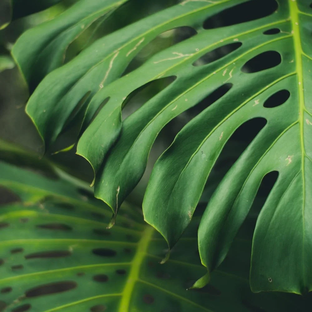 plant.jpg