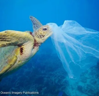 Photo taken by Oceanic Imagery Publications