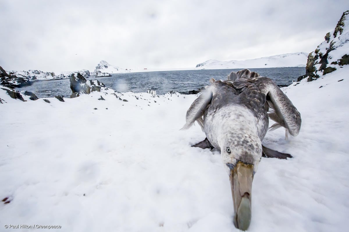 Photo taken by Paul Hilton / Greenpeace