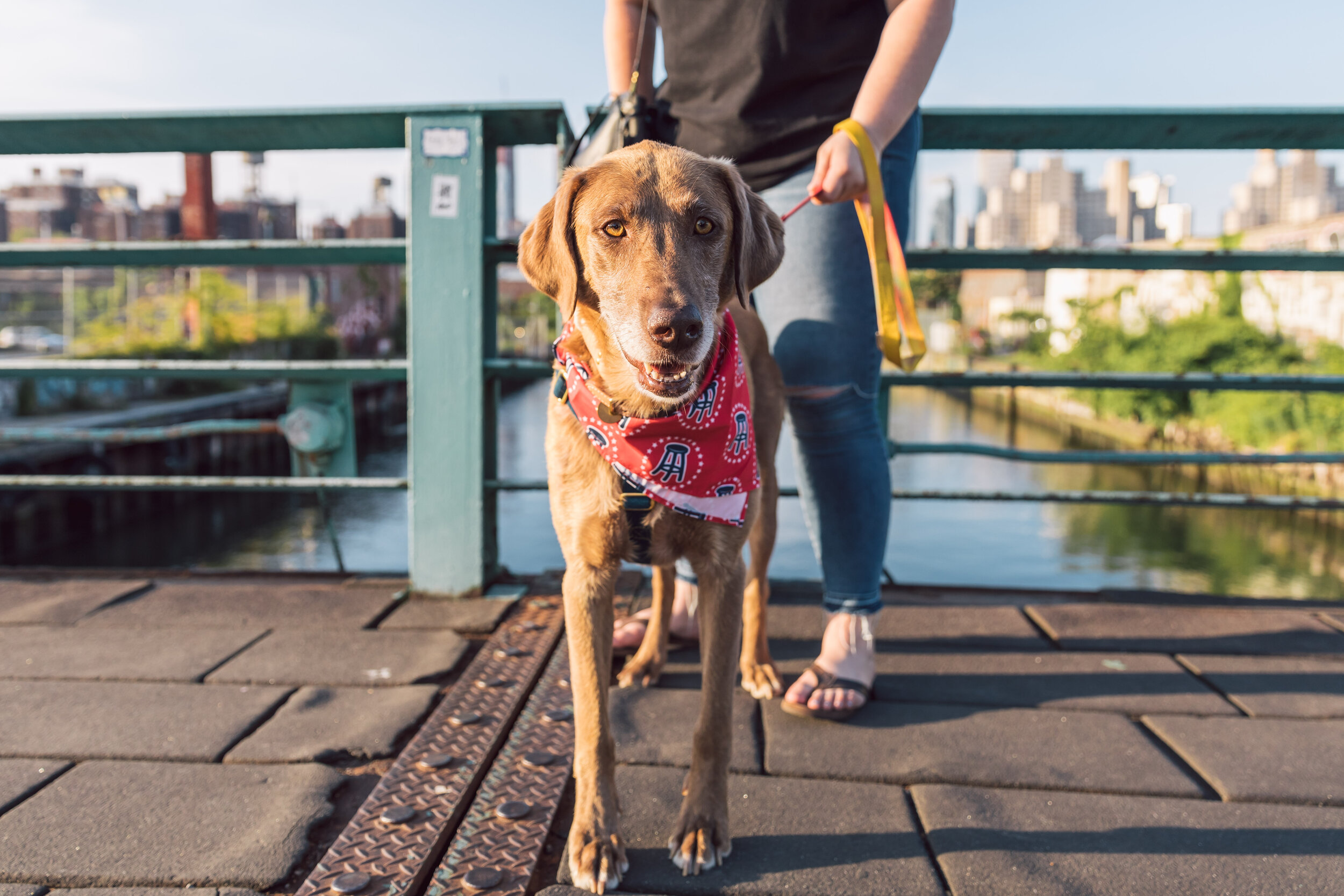 Social Tees Animal Rescue NYC — PhotoBook Magazine