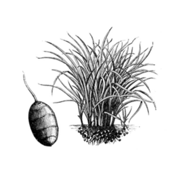 Tigernuts.png