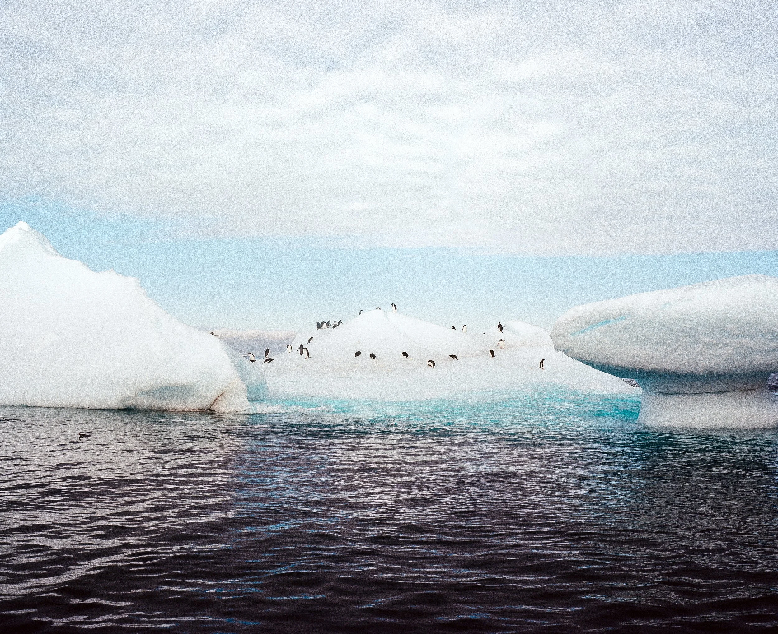 Penguin Party-2.jpg