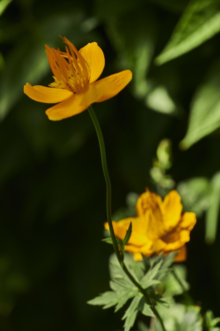  From Mike &amp; Val Curtis Garden 