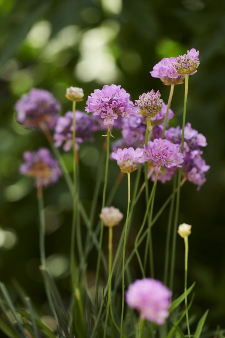  From Mike &amp; Val Curtis Garden 