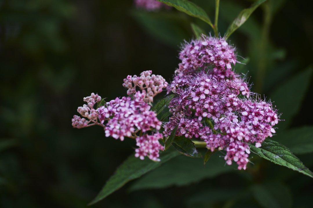  From Mike &amp; Val Curtis Garden 