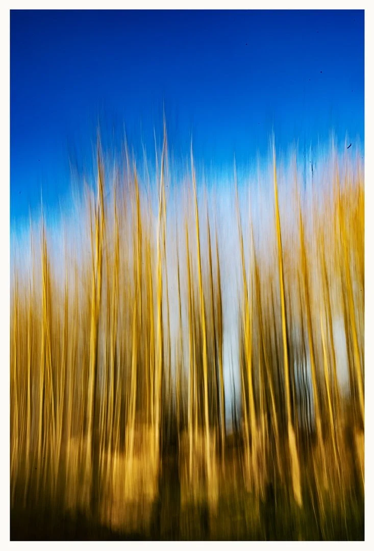 ICM Birch Trees 01x.jpg