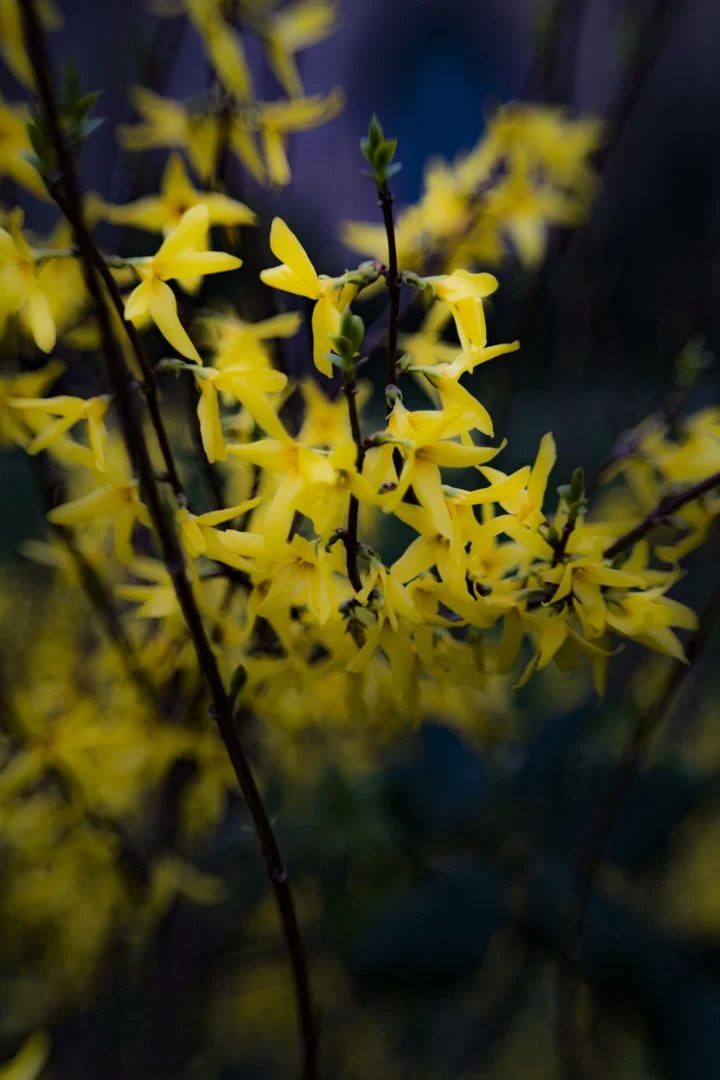St Johns Church Sgrubs in flower 01.jpg