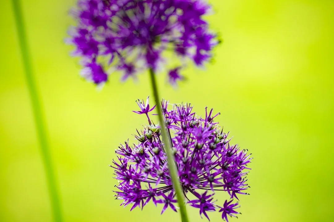 Marys Garden 01 001.jpg