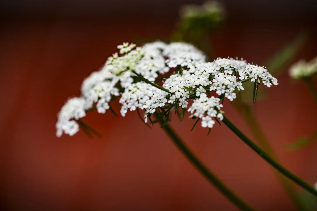 mansfield nhs border plant 4.jpg