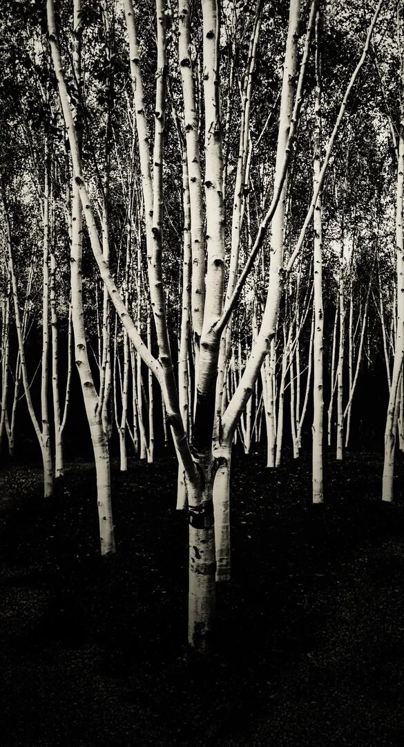 TREES.jpg