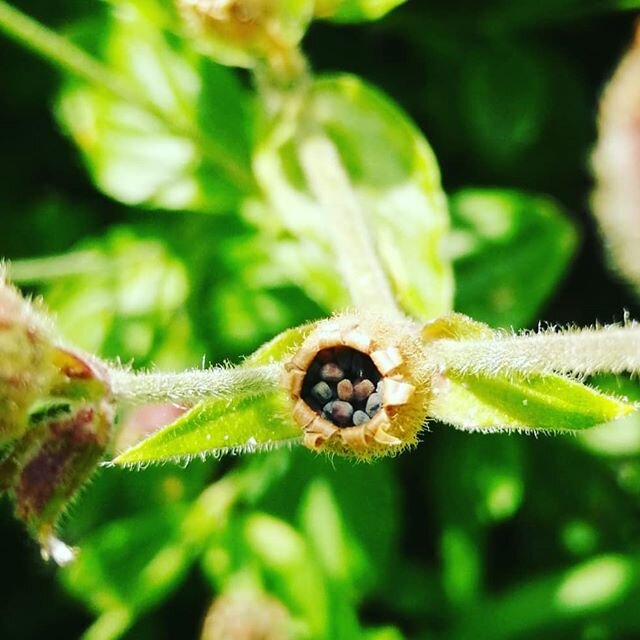 The cycle of seed to flowers keeps on going regardless.
Some will be left to fall to the ground and I will also harvest and then sow
#nature #eco #britishflowers #britishflowersweek #seedstarting #seeds #mothernature #grower #florist #Bath