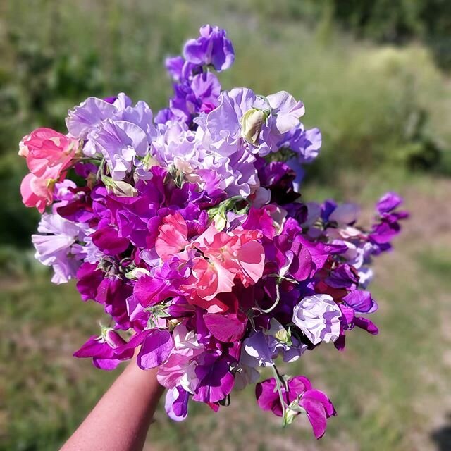 I'm picking these glorious sweet peas by the arm full every day.The scent is wonderful and I love them.
#sweetpeas #fieldtovase #ecoflowers #delivery #smallbuisnessowner #florist #bath #somerset #allthecolors #indie #beautiful #scent #organic