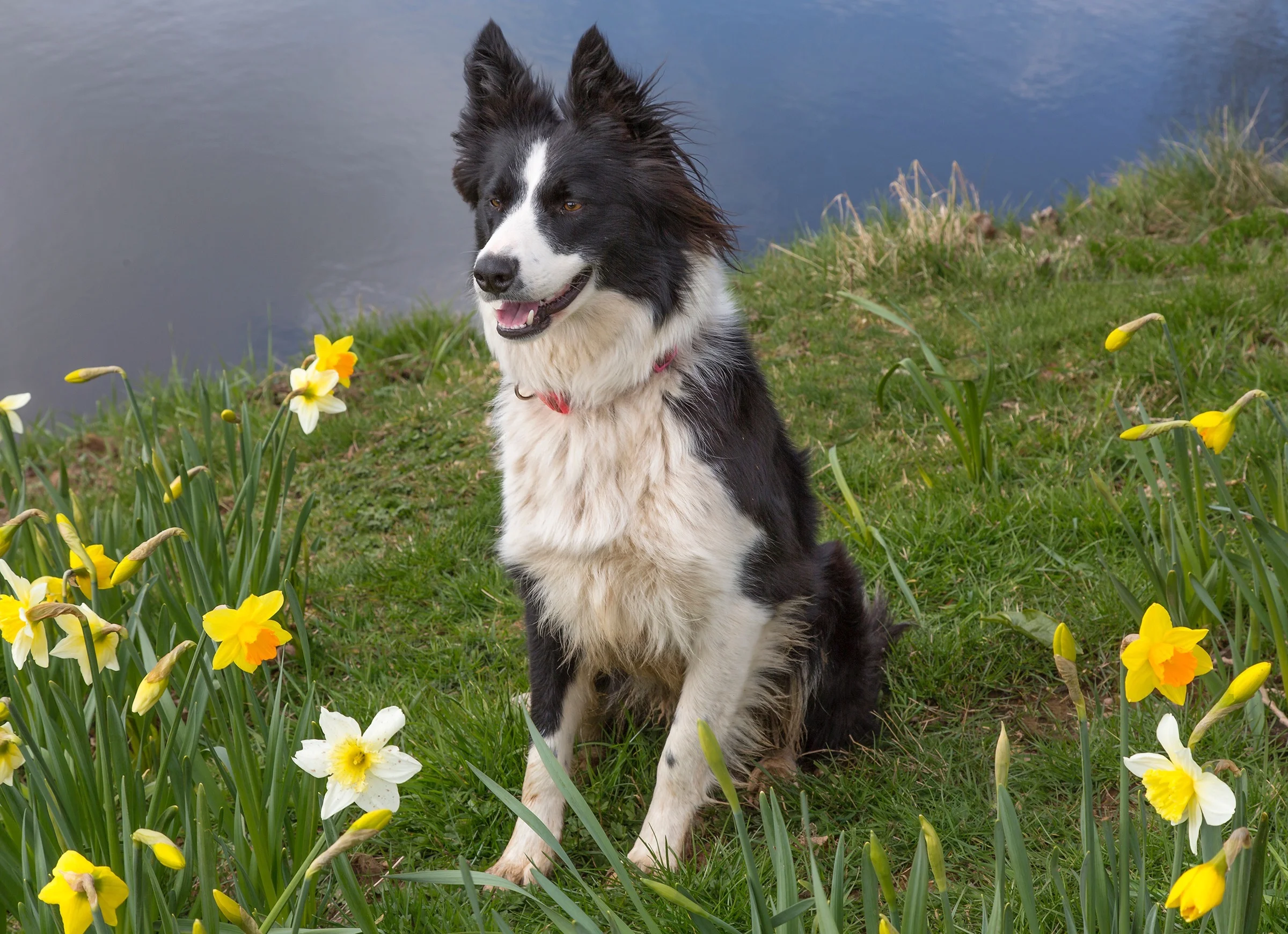 Nell in daffs2.jpg