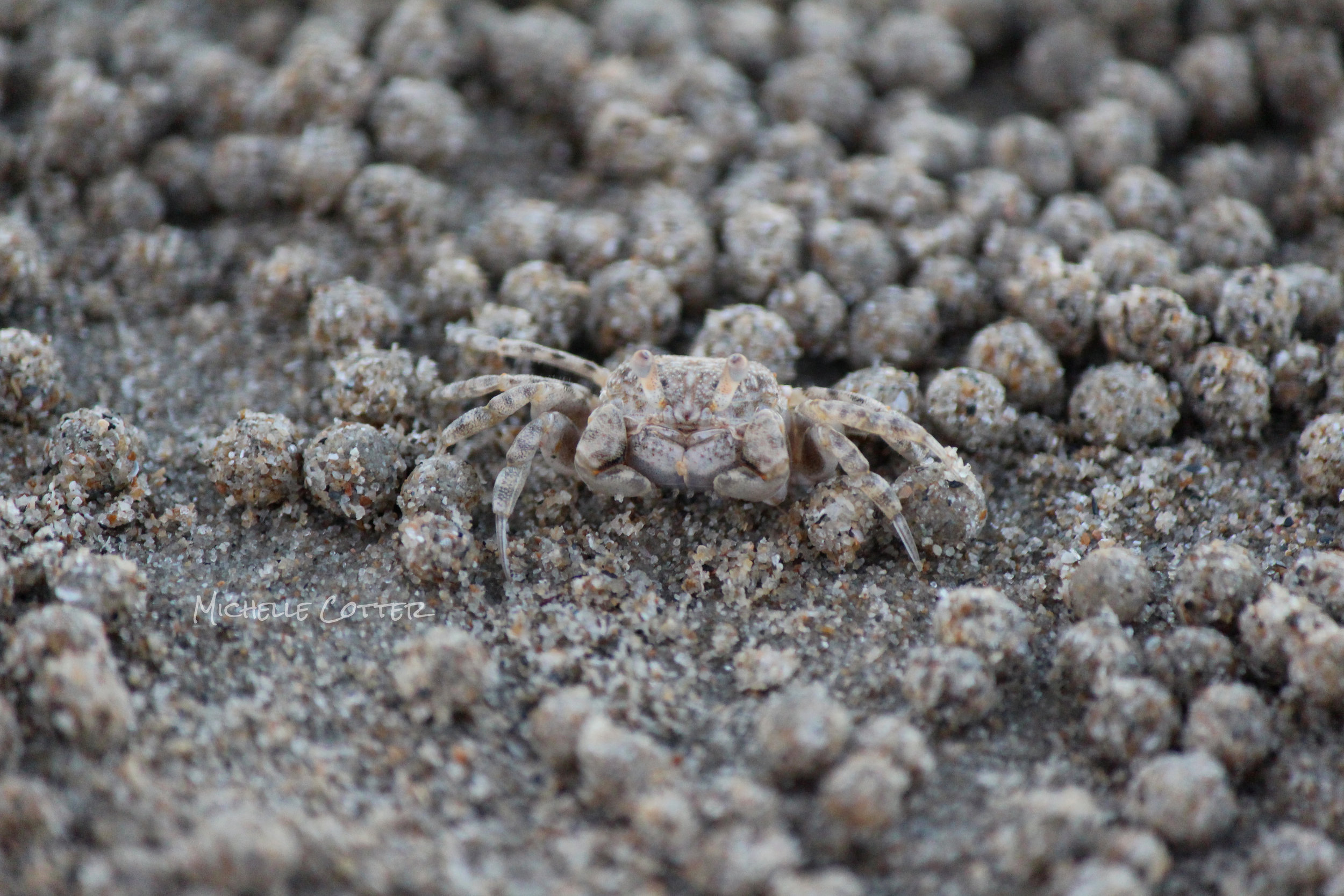 crab in sand.JPG