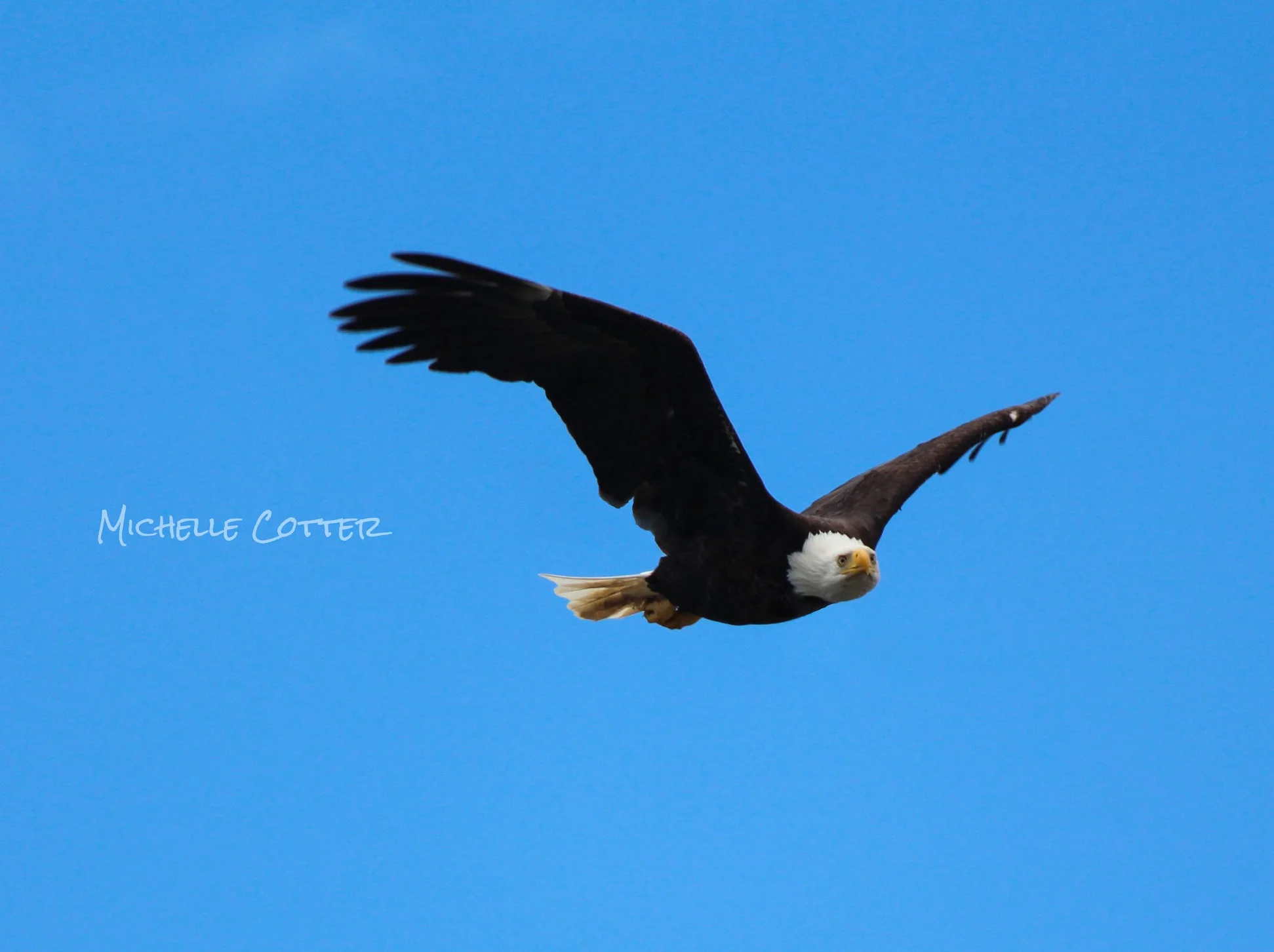 Michelle_eagle_in_flight.jpg