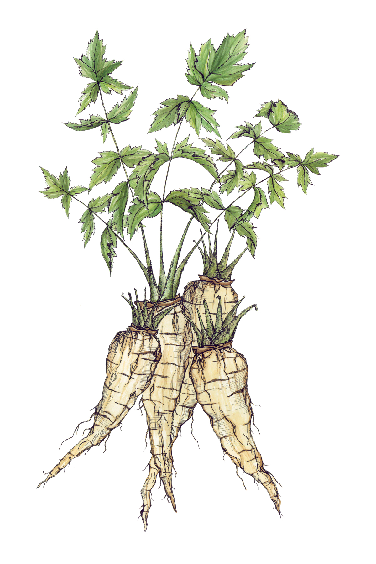 Parsnip illustration.jpg