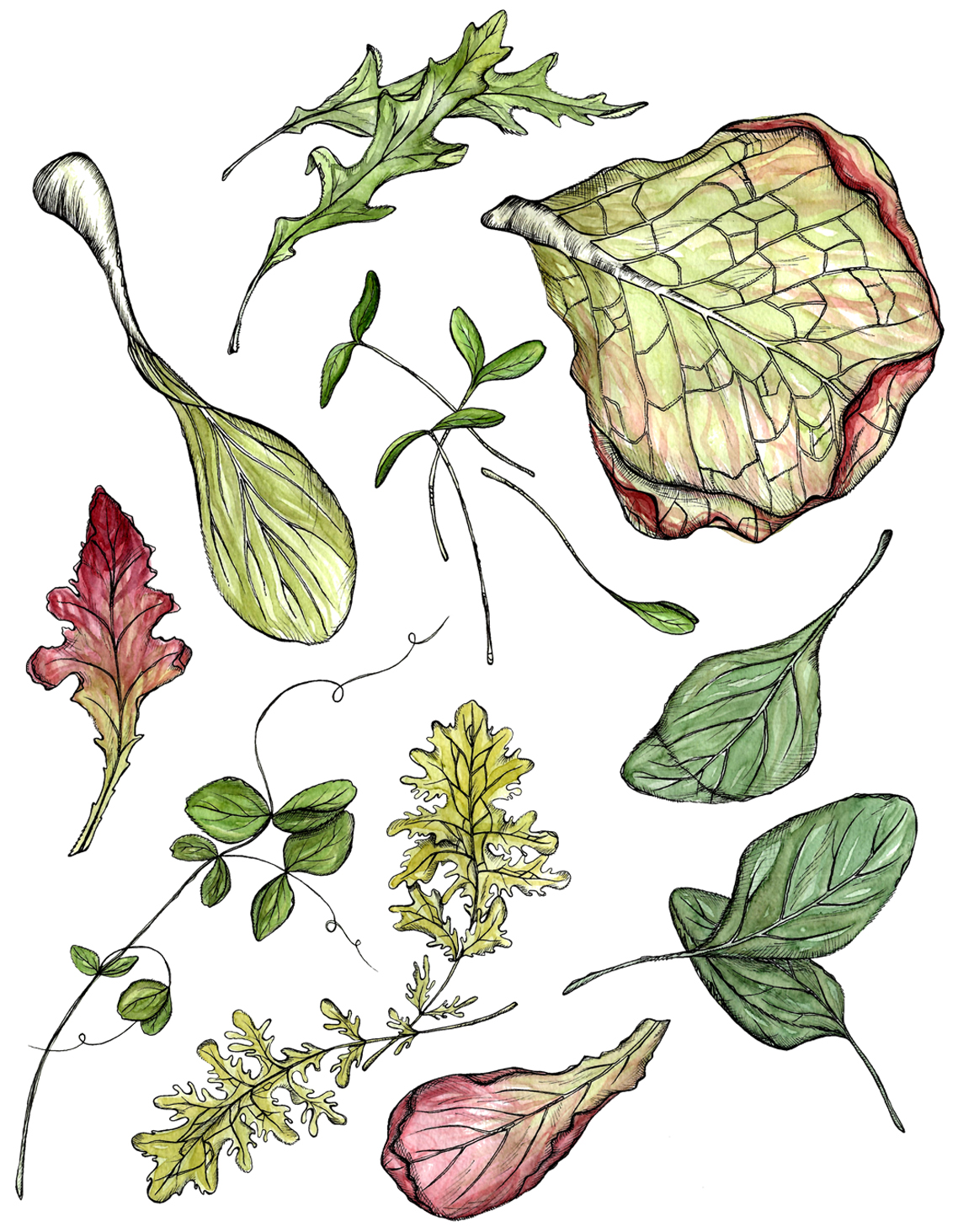 Mixed Greens, Small.jpg