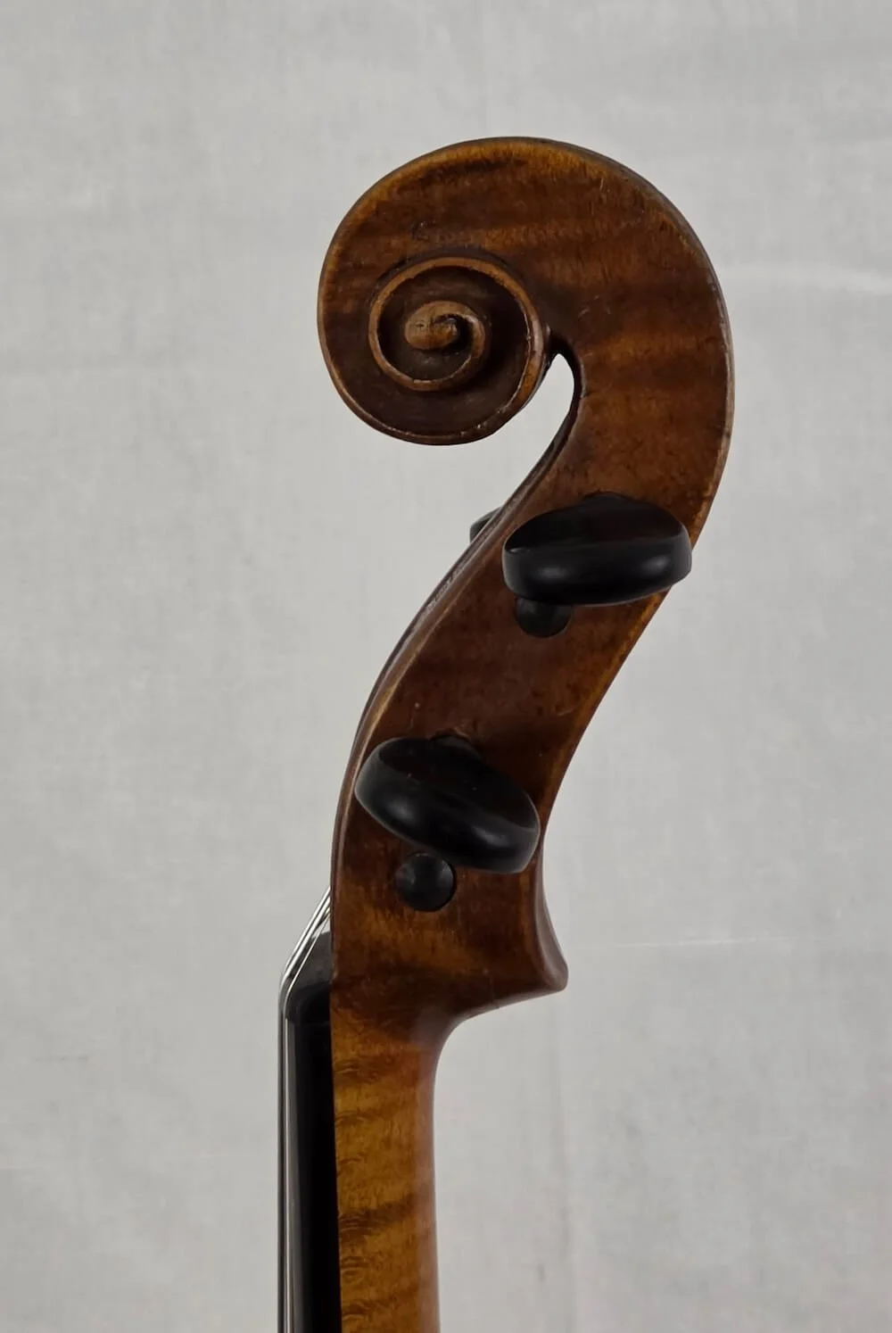 Scroll of German violin made by Sachsen in 19th century. 