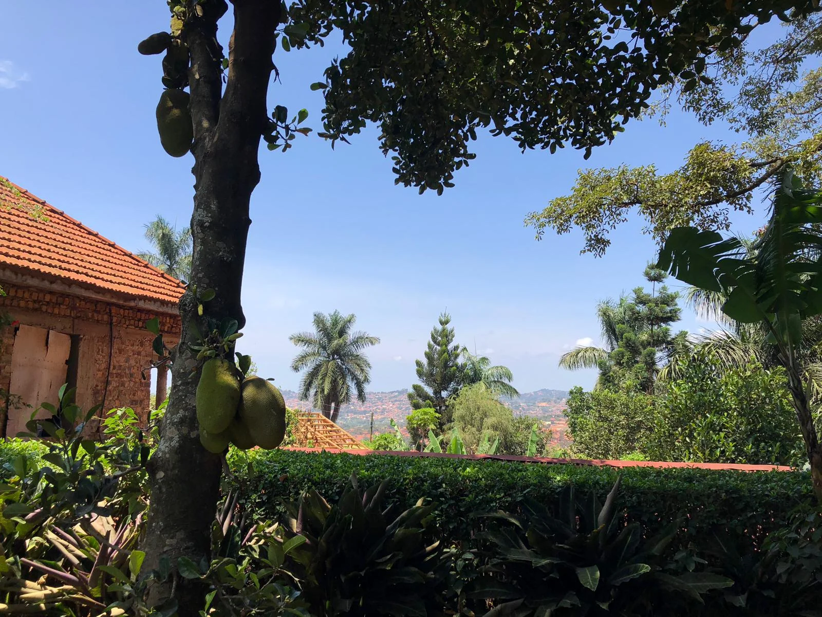 Jackfruits in unserem Garten und ein schöner Ausblick