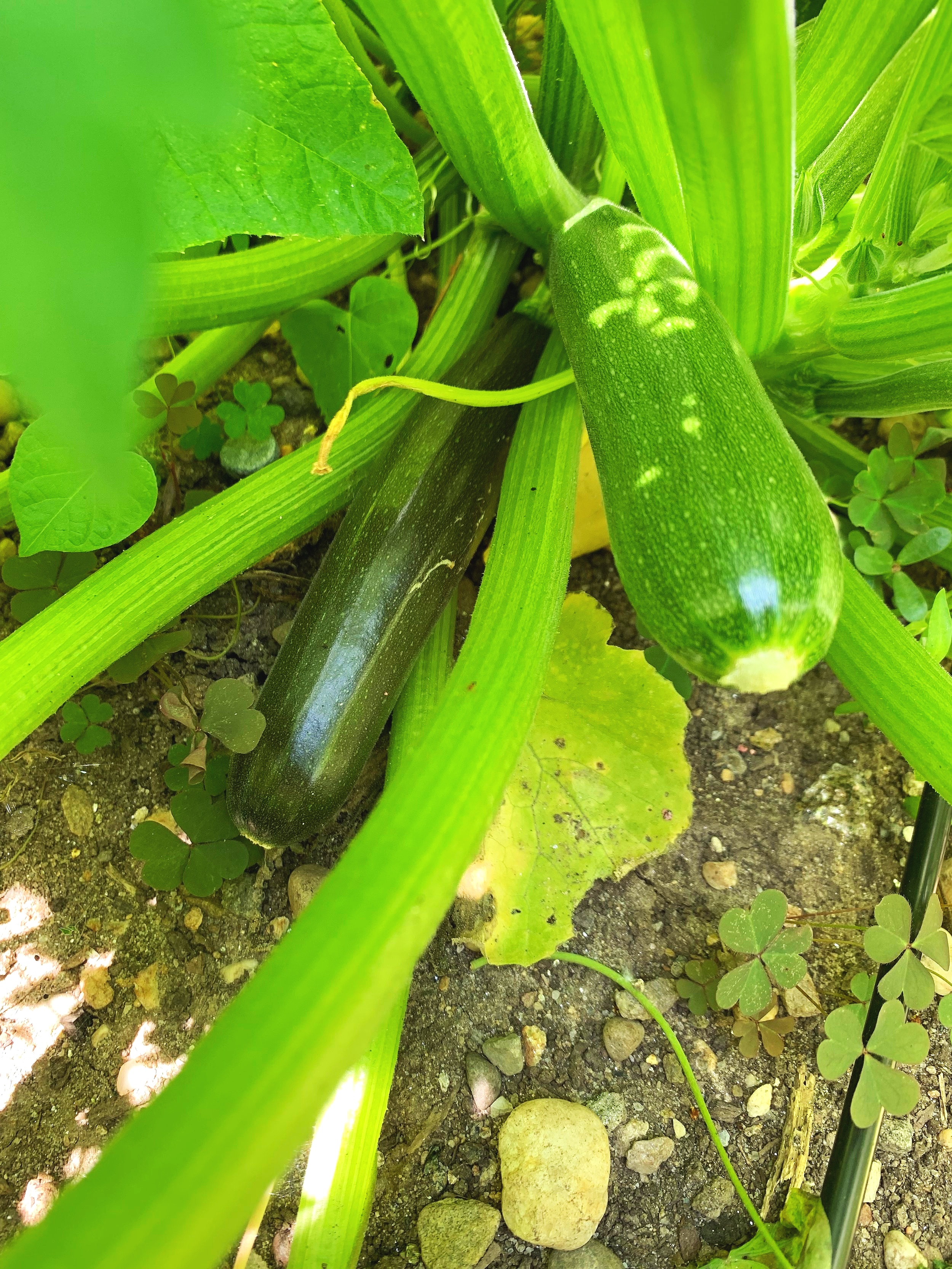 Summer squash growing big and juicy in the garden sun