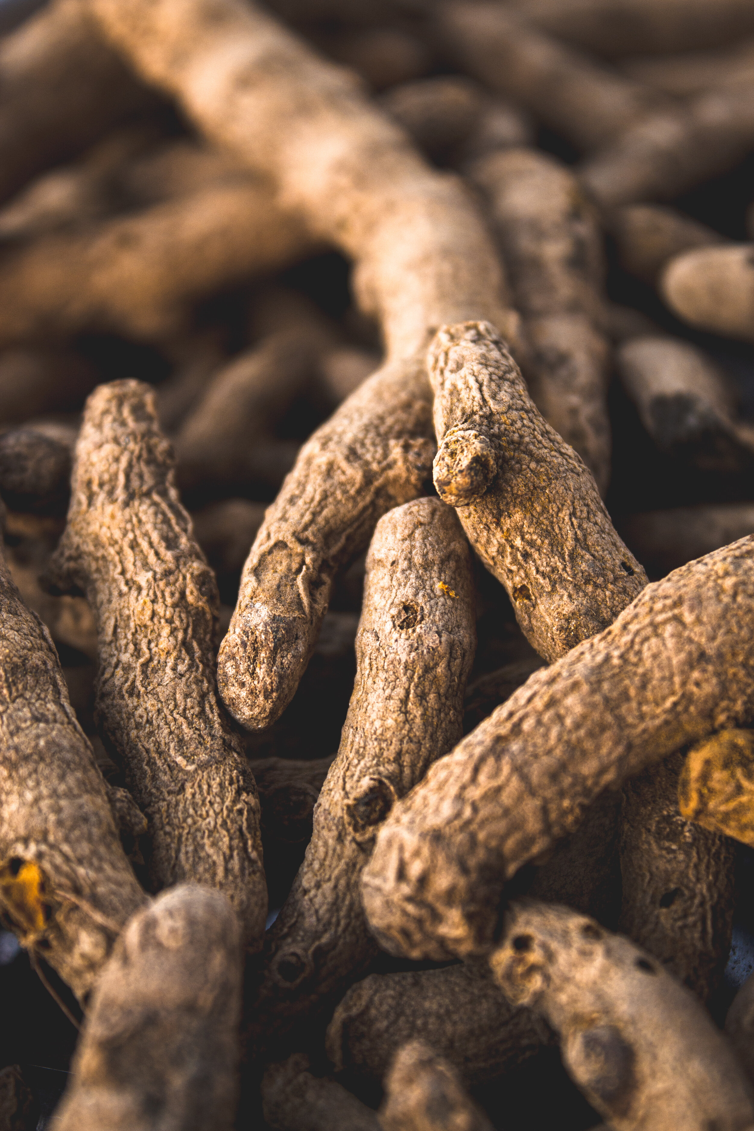 this is a close up image of turmeric root