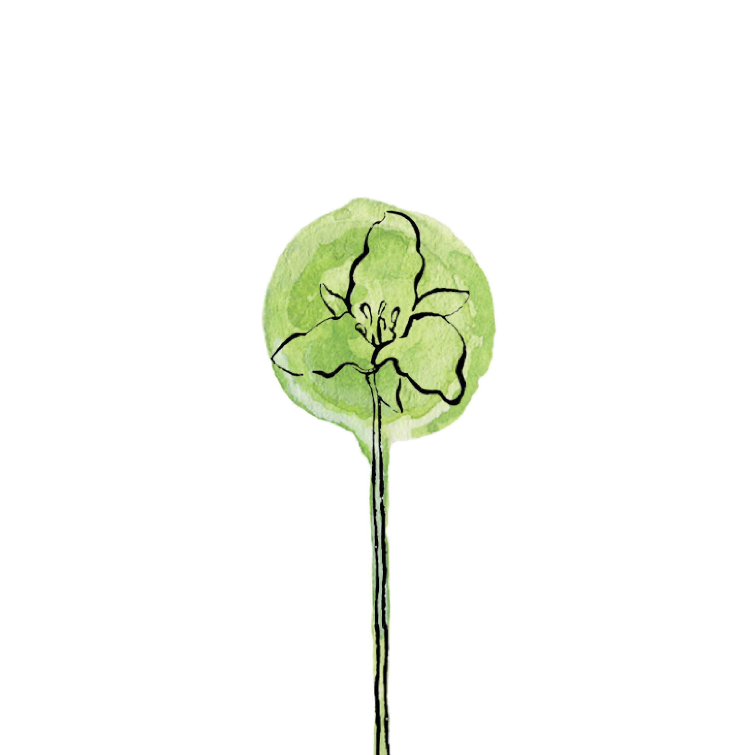 trilliumFlowerSquare.png