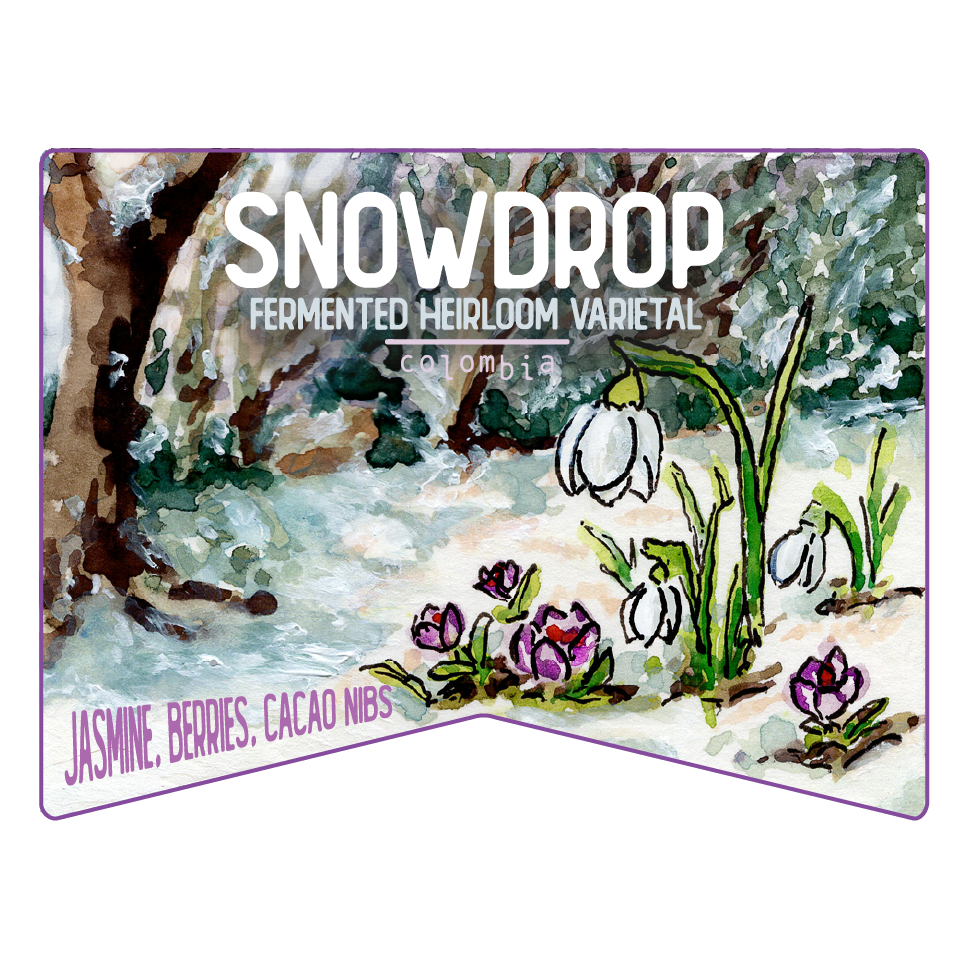 SNOWDROP - Super Light Roast - Seasonal