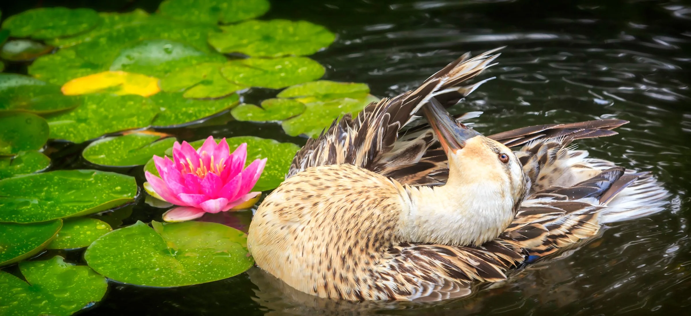 This May, Let’s Celebrate Female Bird Day!