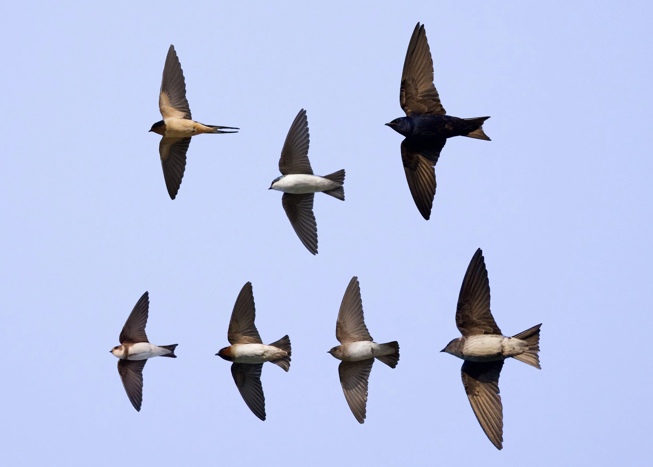 Sparrows In Flight