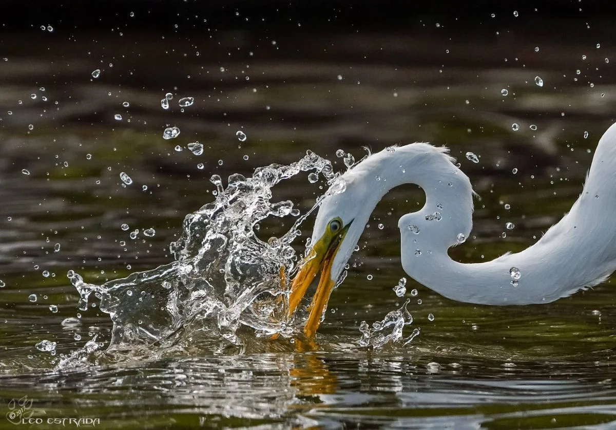 Third Place Winner: Leonardo Estrada. Great Egret.
