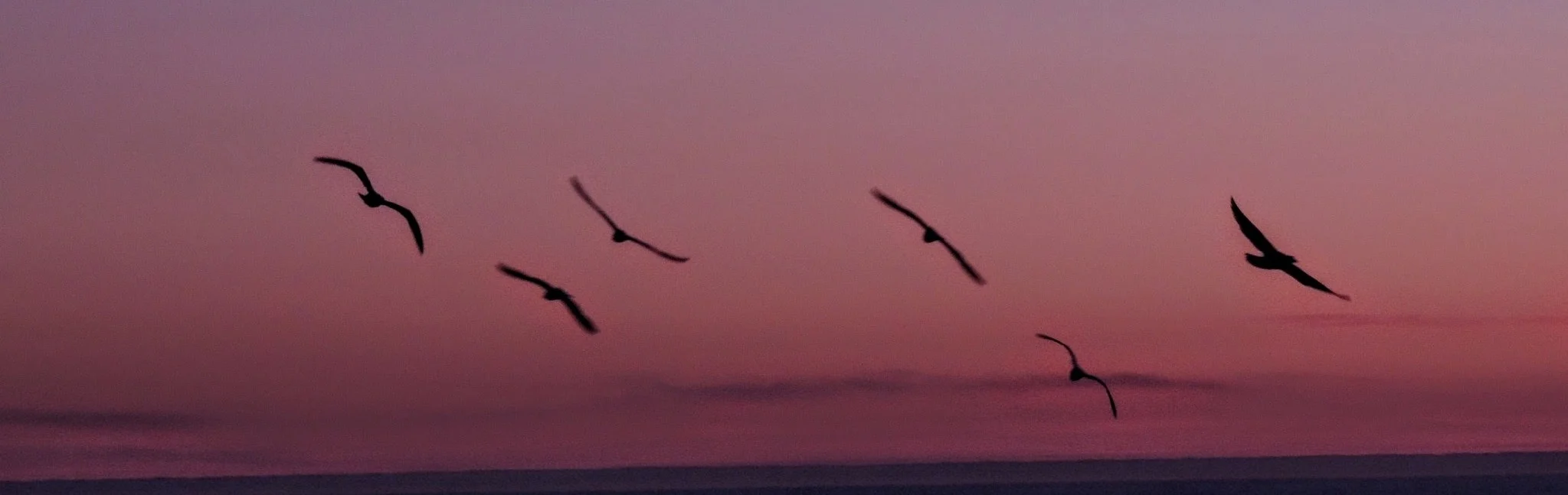 Wooded Island Bird Walk