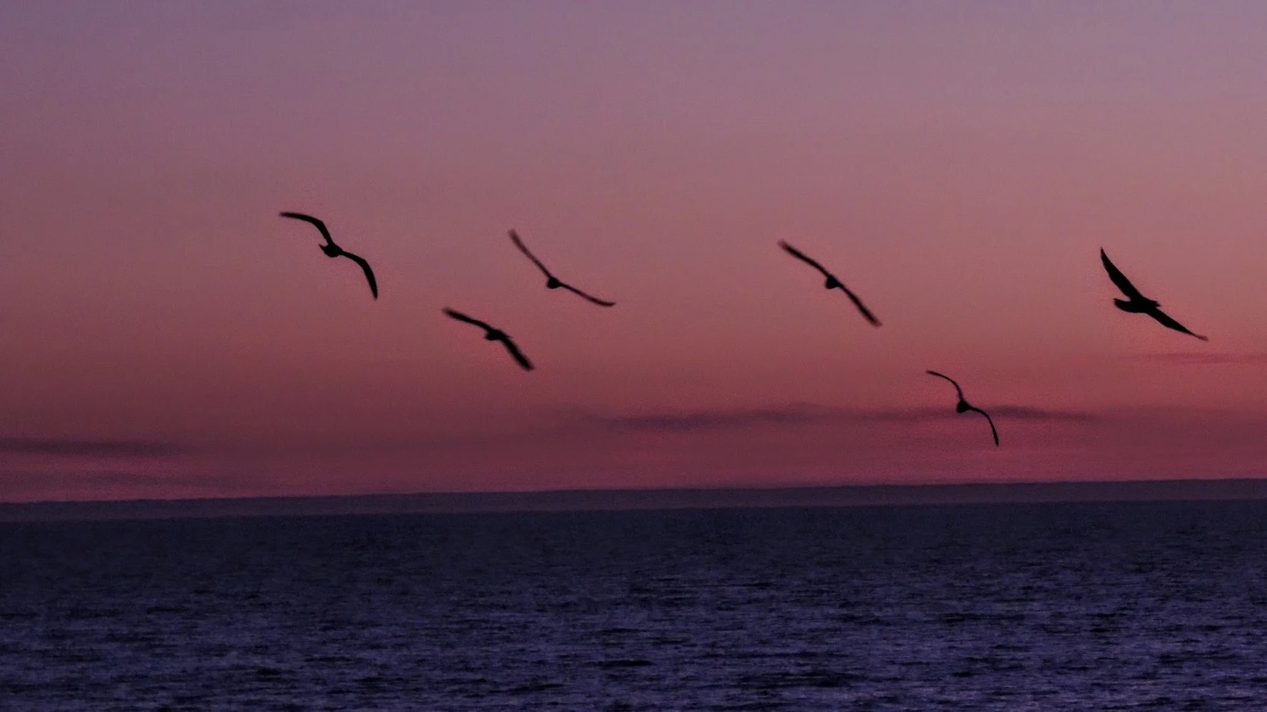 Wooded Island Bird Walk
