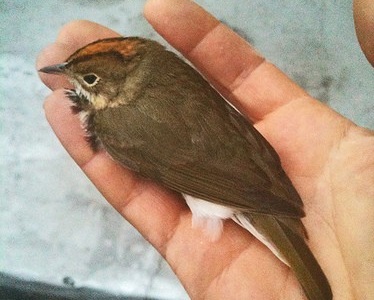 OvenBird.jpg