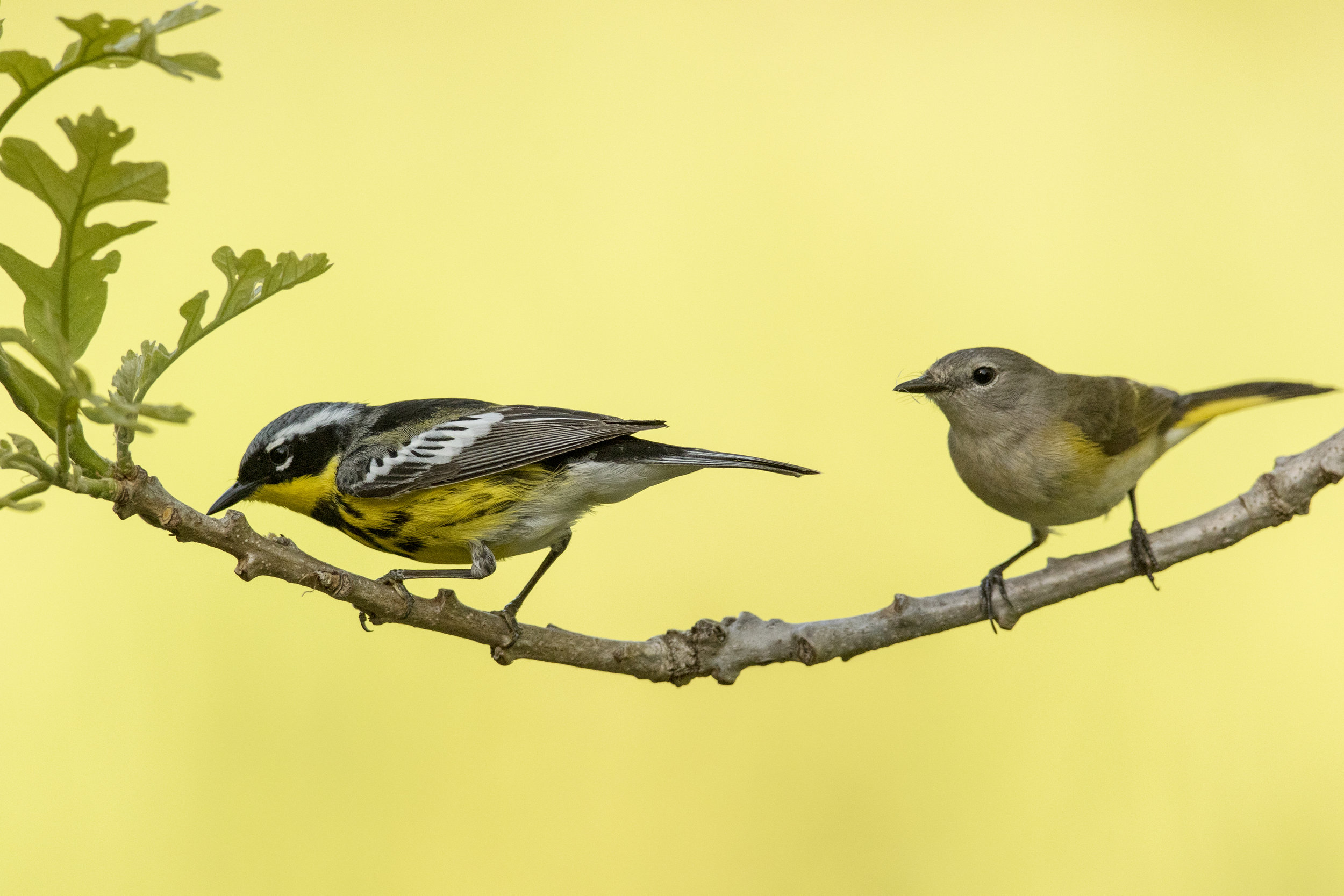 duo CAS mag red femwarbler.jpg