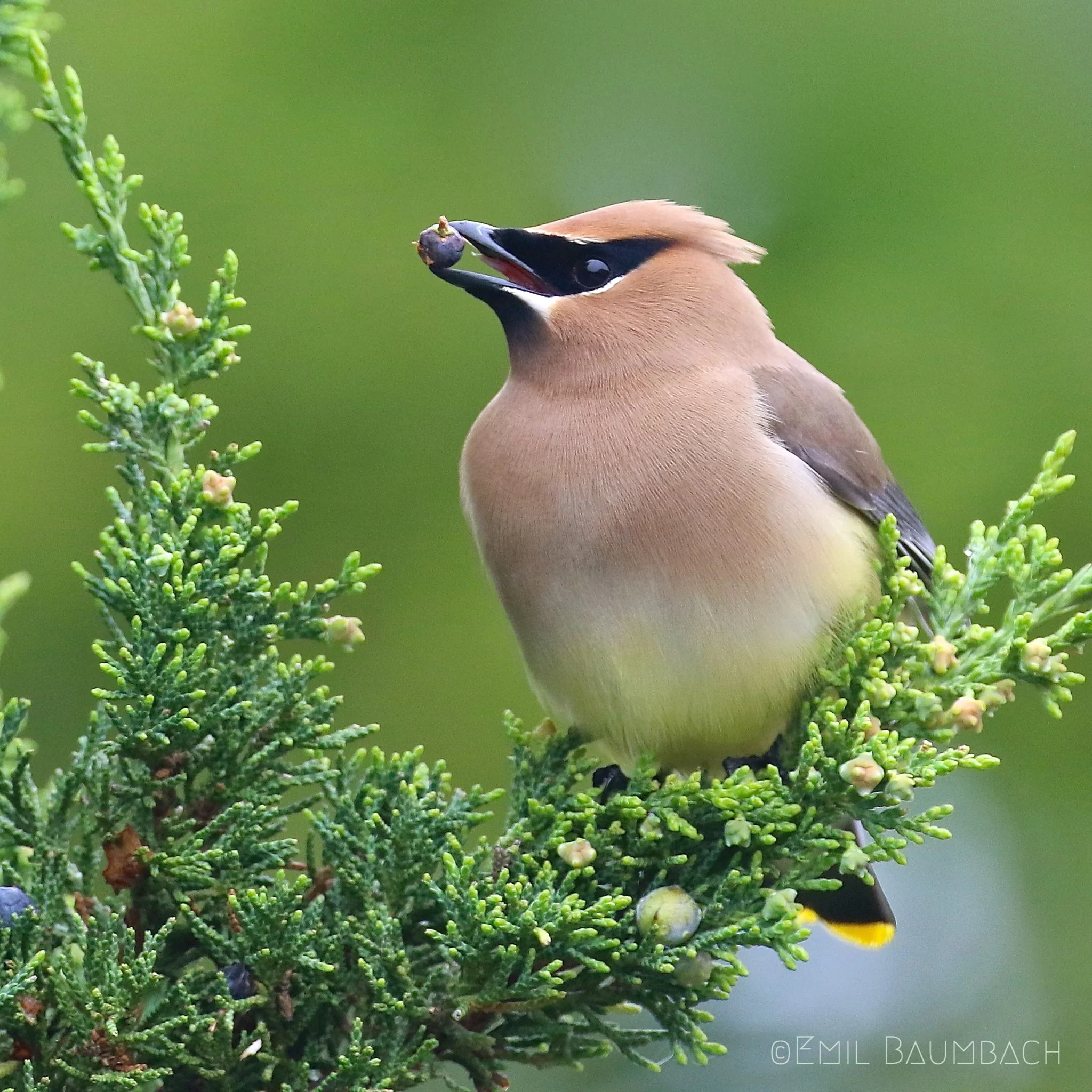 1st place winner: Cedar Waxwing. Photo by Emil Baumbach.