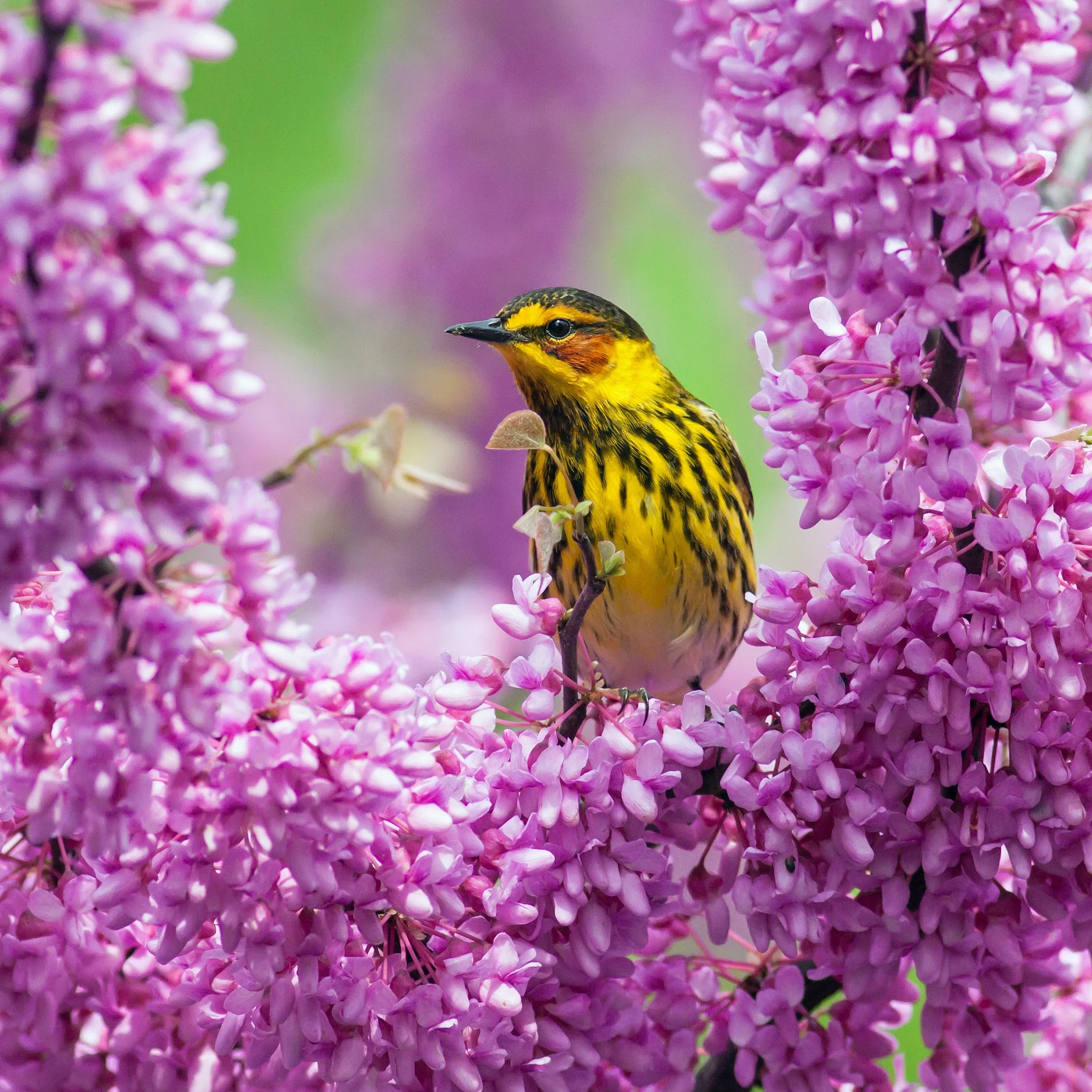 Third Place Winner: Cape May Warbler. Photo by Michael Ferguson.
