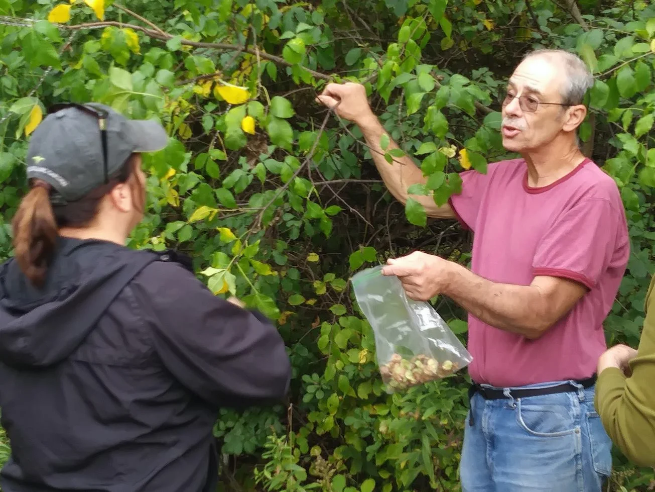 Steward Ken Schaefer collecting seeds from native bladdernut shrubs at Camp Pine