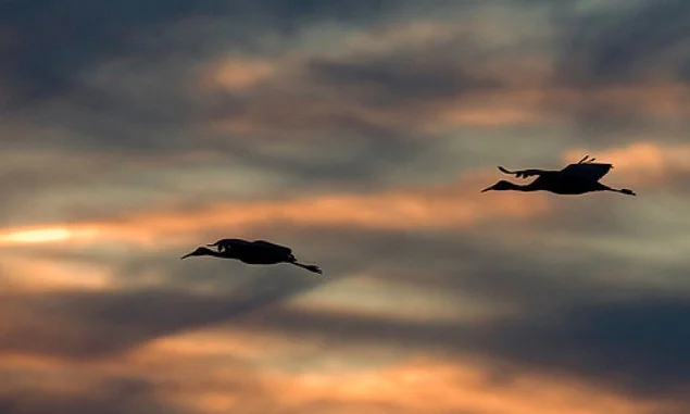 Illinois Beach State Park