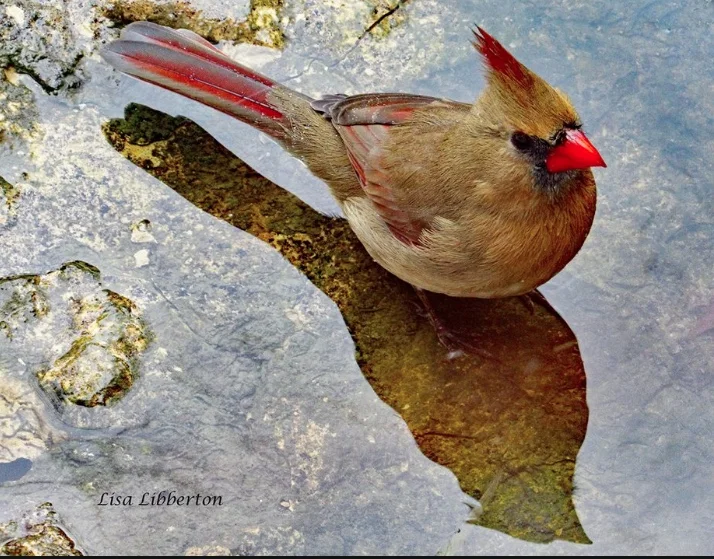 North Park Village Nature Center Bird Walk